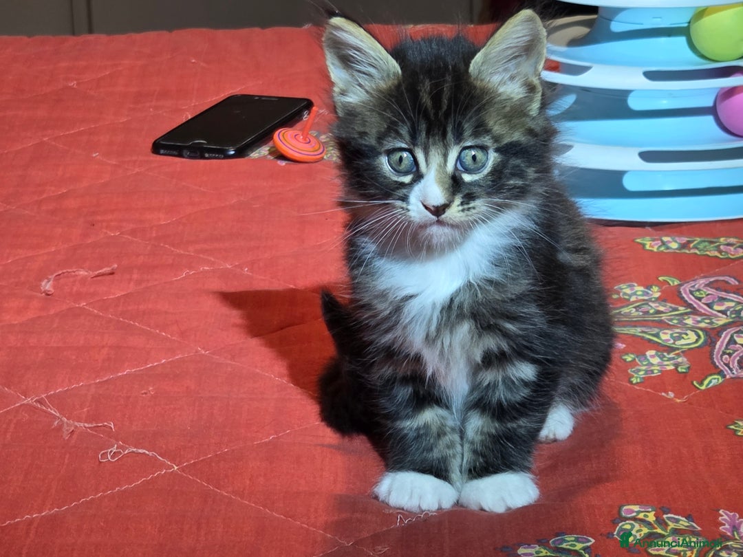Maine Coon gatti in vendita: Vendo Cuccioli di Maine Coon - Annuncio 22