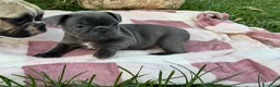 Bulldog Francese cani in vendita: Cuccioli di bulldog francese - Annuncio 9