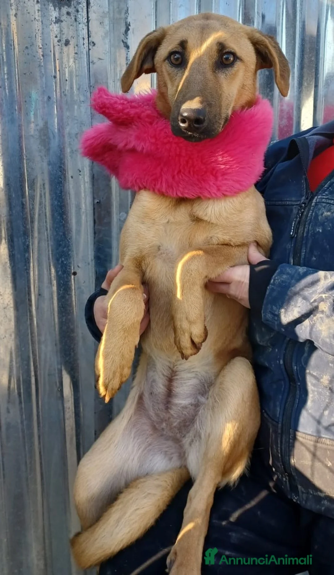 Meticcio cani in regalo: LA TIMIDA E DOLCE ALBICOCCA a Città metropolitana di Roma Capitale - Annuncio 7