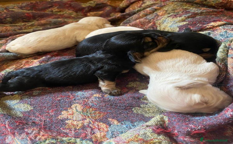 Cocker americano cani a Provincia di Arezzo - Annuncio 15