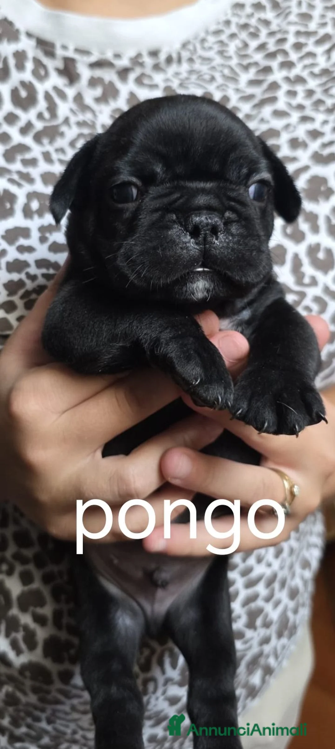 Bulldog Francese cani in vendita: Bulldog francesi esotici - Annuncio 2