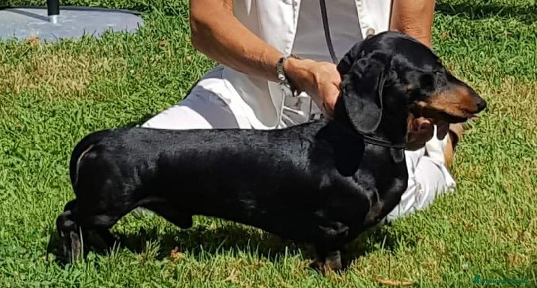 Bassotto cani in vendita: Cuccioli bassotto con pedigree  - Annuncio 4