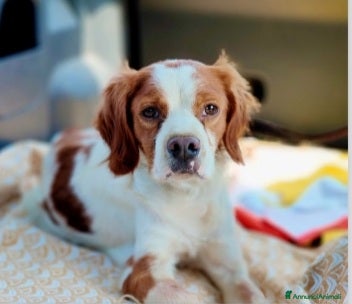 Breton cani Breton 3anni 13kg RISCHIA DI TORNARE AL SUD.MODENA a Città metropolitana di Milano - Annuncio 2