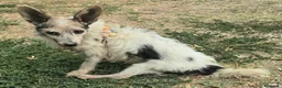 Meticcio cani in regalo: Torquato 12 anni Taglia mini - Annuncio 2