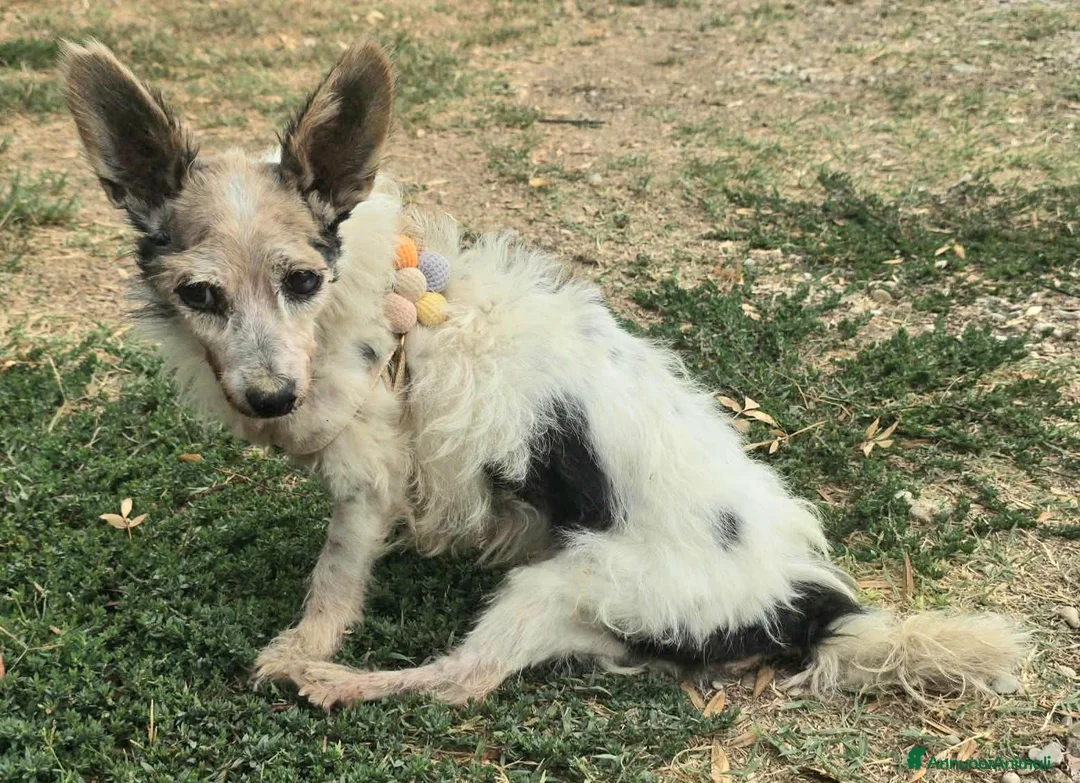 Meticcio cani in regalo: Torquato 12 anni Taglia mini - Annuncio 2