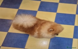 Spitz cani in regalo: Spitz tedesco NANO Pomerania  a Provincia di Monza e della Brianza - Immagine 2