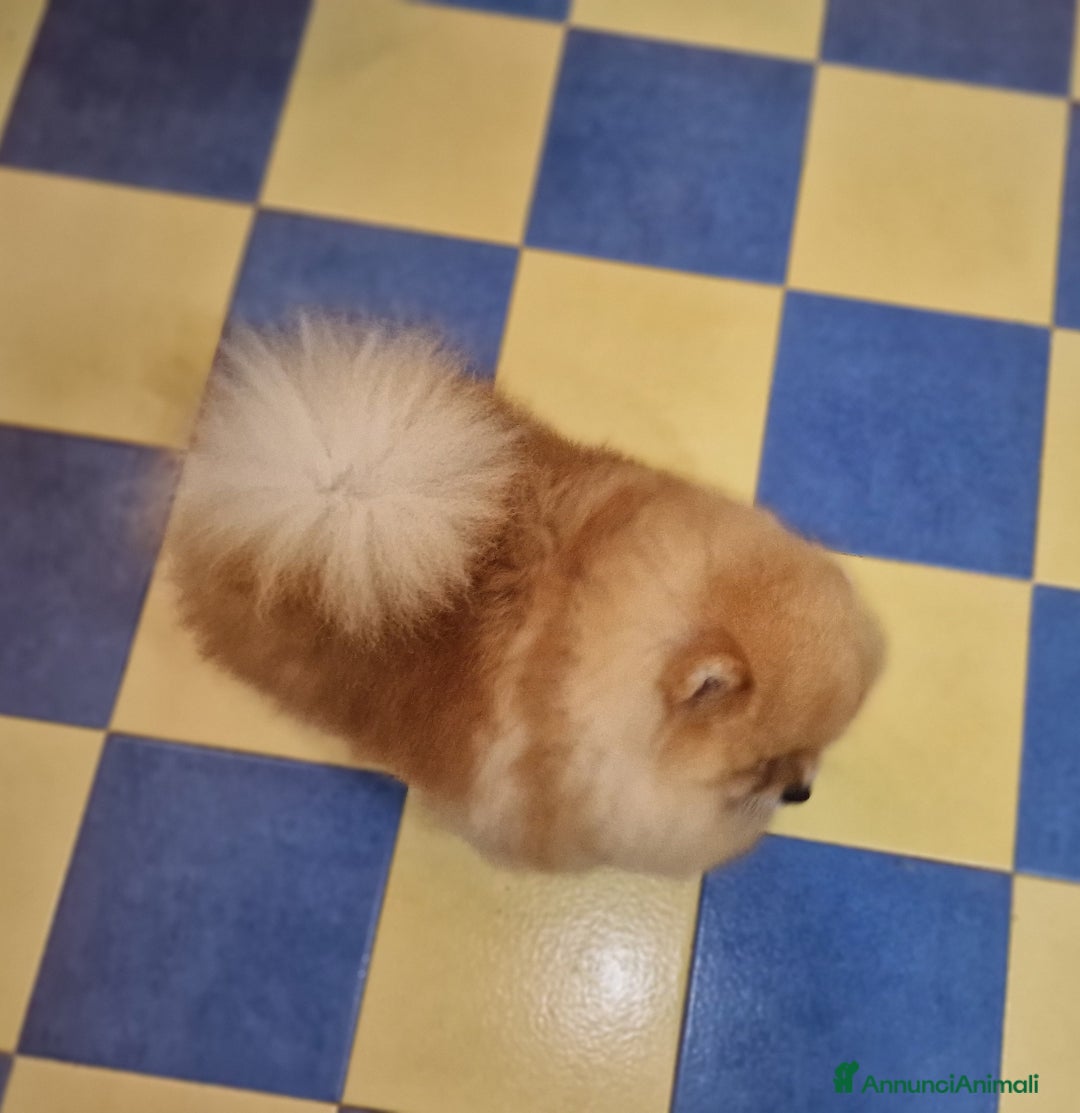 Spitz cani in regalo: Spitz tedesco NANO Pomerania  a Provincia di Monza e della Brianza - Immagine 2