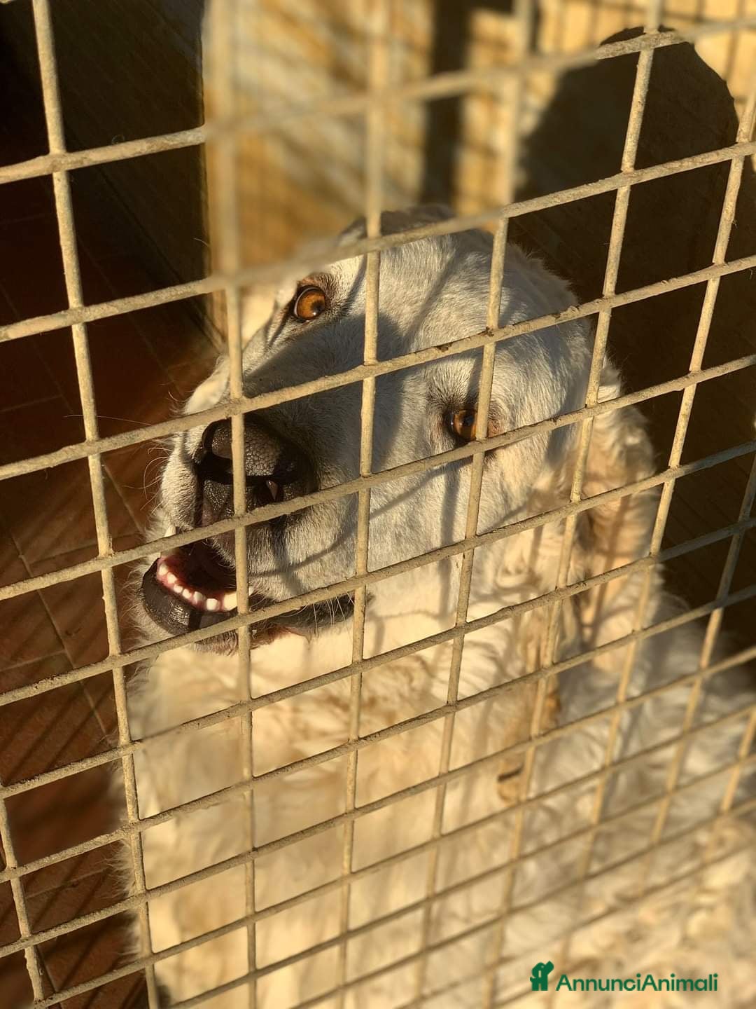Pastore Maremmano cani in regalo: NICKY il gigante più buono!! - Annuncio 11