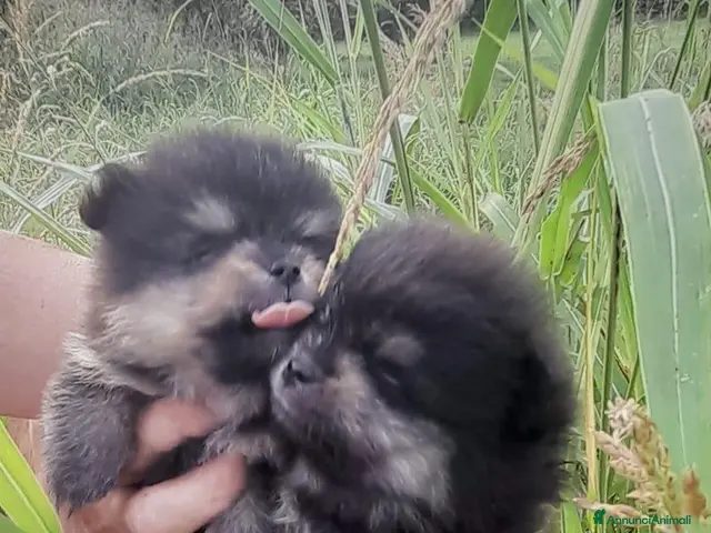 Spitz cani Spitz Pomerania - Annuncio 2