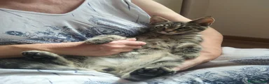 Nestore