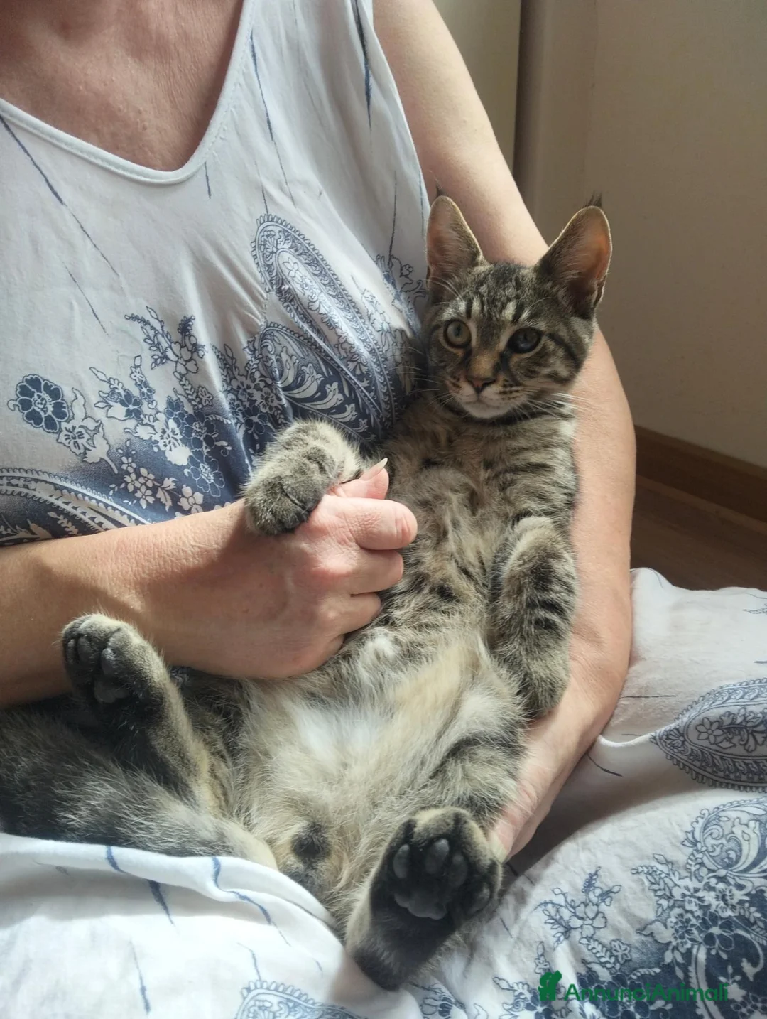 Meticcio gatti in vendita: Gattini incrocio Maine Coon  a Provincia di Trieste - Annuncio 9