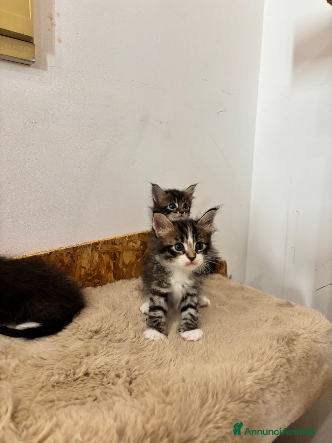 Maine Coon gatti in vendita: Cuccioli di Maine coon a Provincia di Mantova - Immagine 13