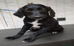 Meticcio cani in regalo: Giusy, cucciolona dolcissima e affettuosissima a Provincia di Modena - Immagine 2