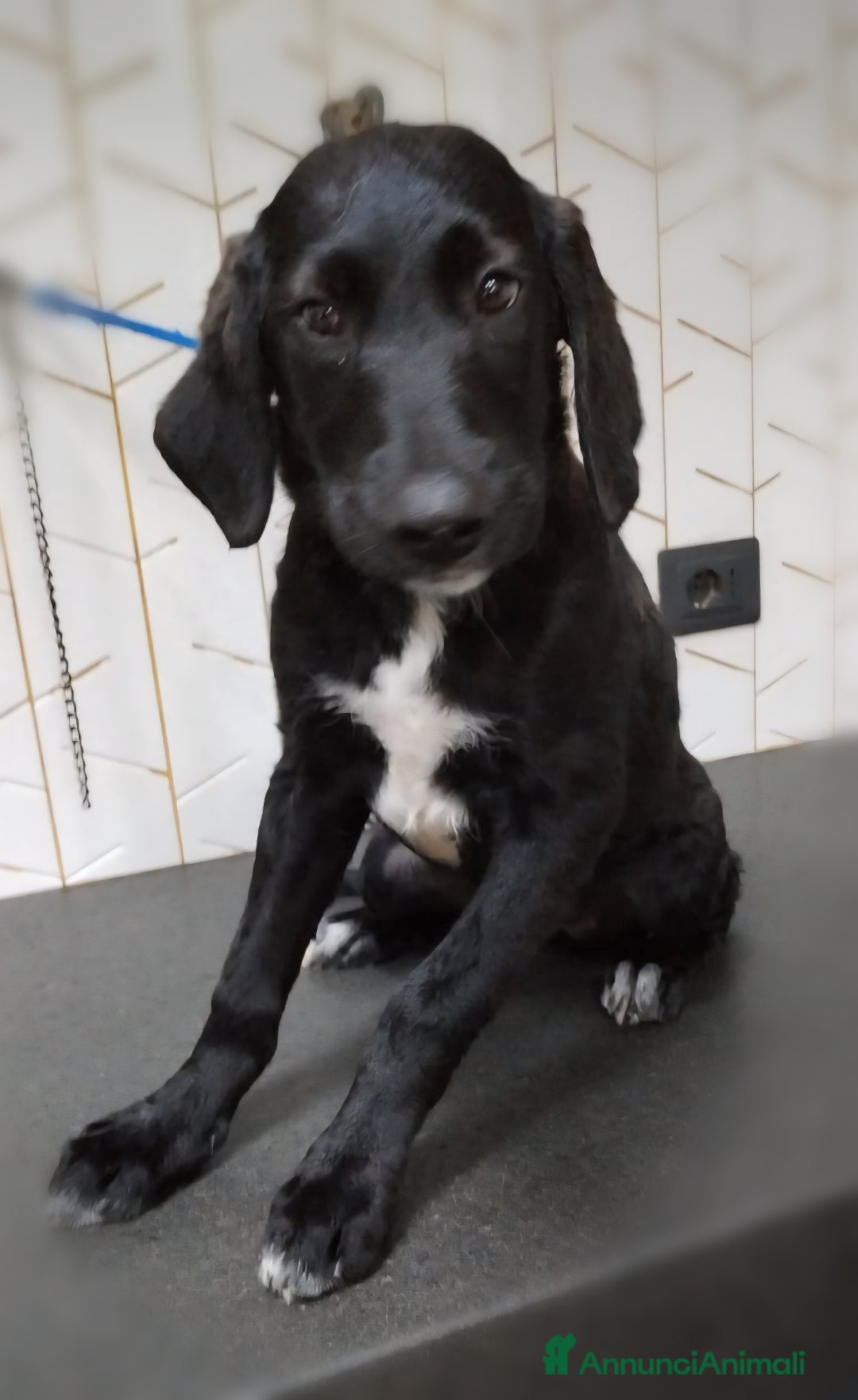 Meticcio cani in regalo: Giusy, cucciolona dolcissima e affettuosissima a Provincia di Modena - Immagine 2