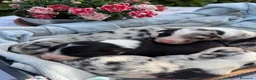 Border Collie cani in vendita: Border collie  - Annuncio 10