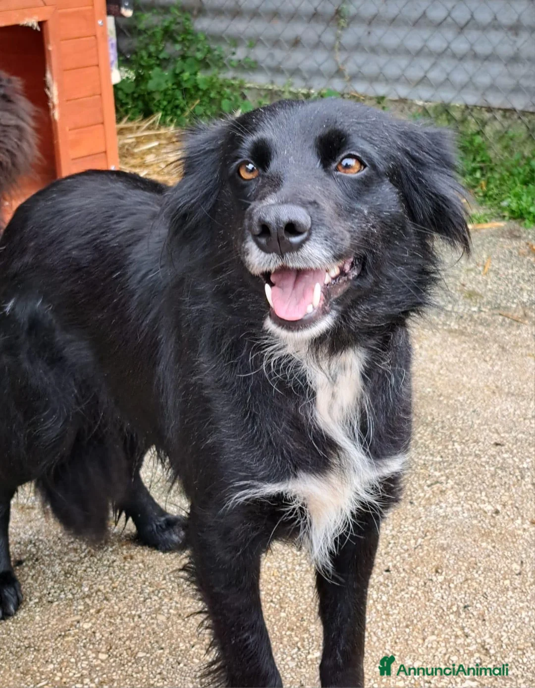Meticcio cani in regalo: Cucciolo derivato Border Collie 3 mesi - Annuncio 2
