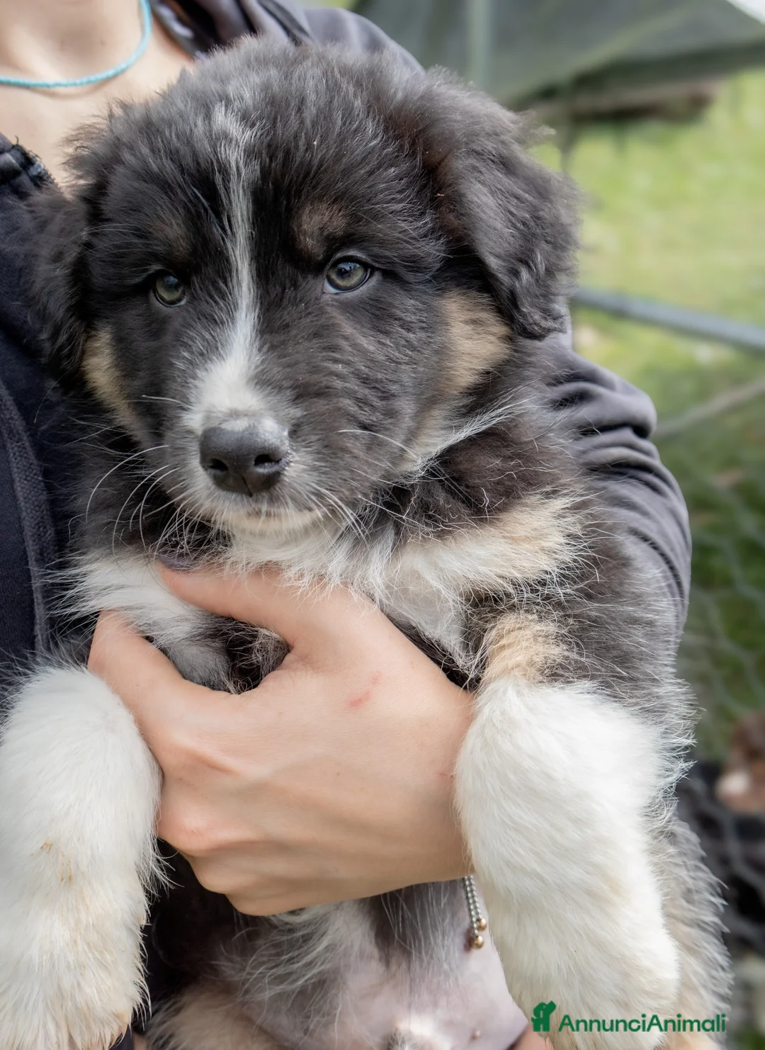 Australian Shepherd cani in vendita: Cuccioli meravigliosi di AUSTRALIAN SHEPHERD  - Annuncio 2