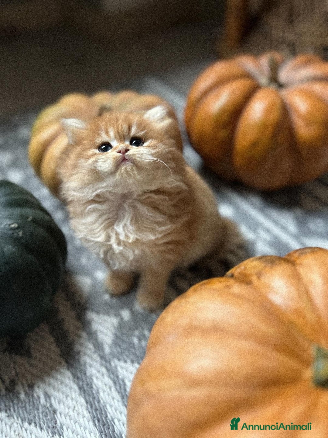 British gatti in vendita:  🩵Cuccioli British Longhair disponibili 🩵 - Annuncio 4