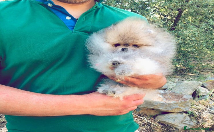 Volpino Pomerania cani a Provincia di Brescia - Annuncio 2