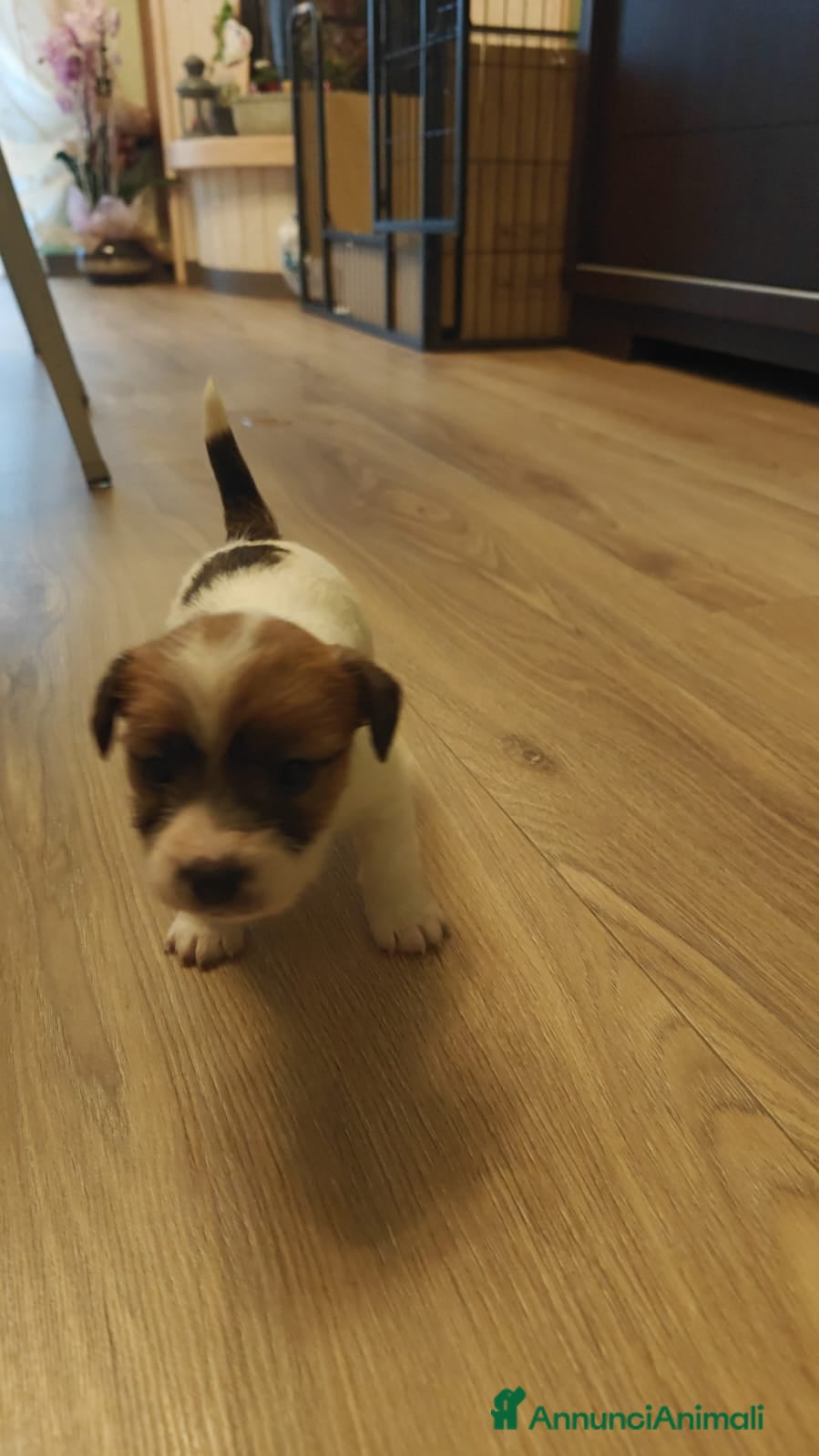 Jack Russell cani Jack Russell Terrier  - Annuncio 2