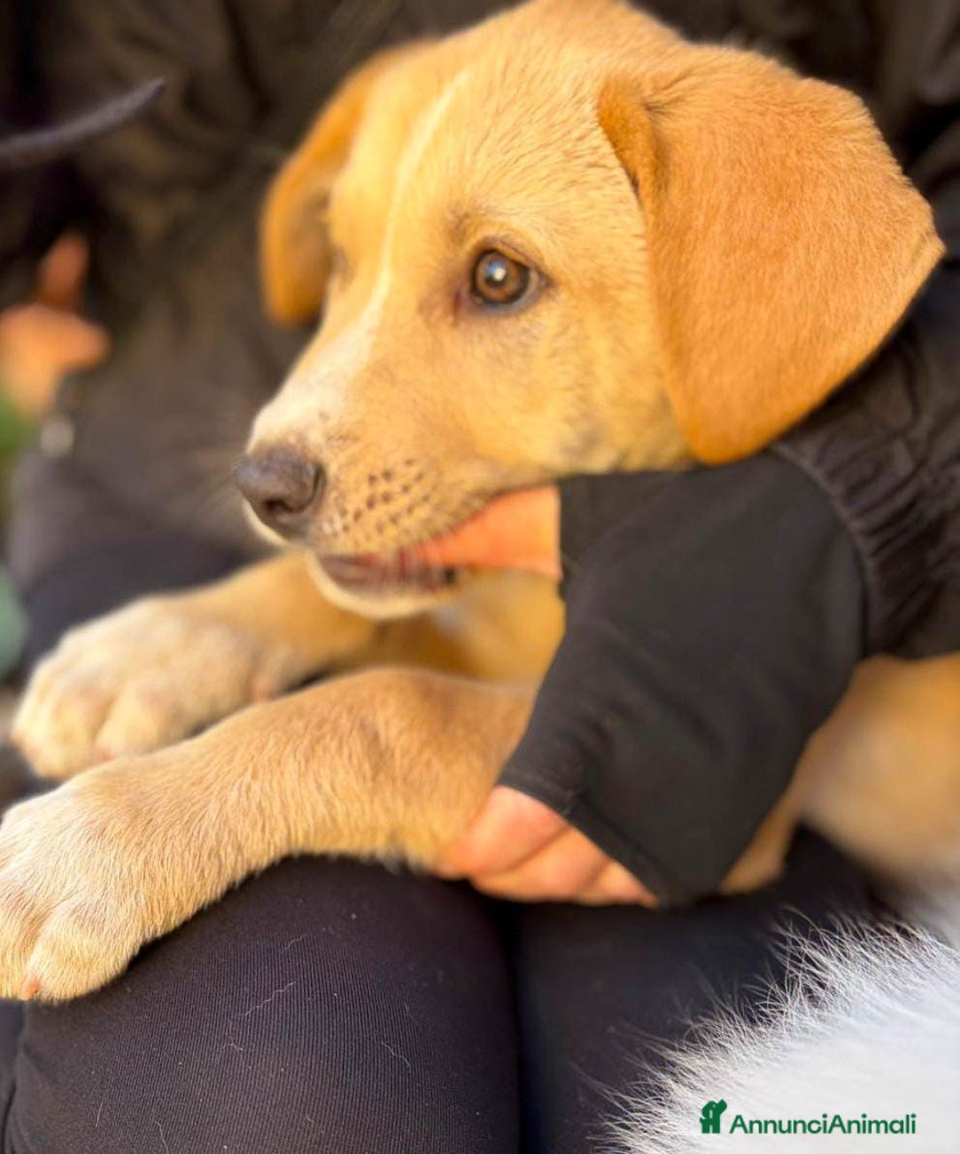 Meticcio cani in regalo: WILSON💙-cucciolo mix pastore dolcissimo.Chiamate! - Annuncio 3