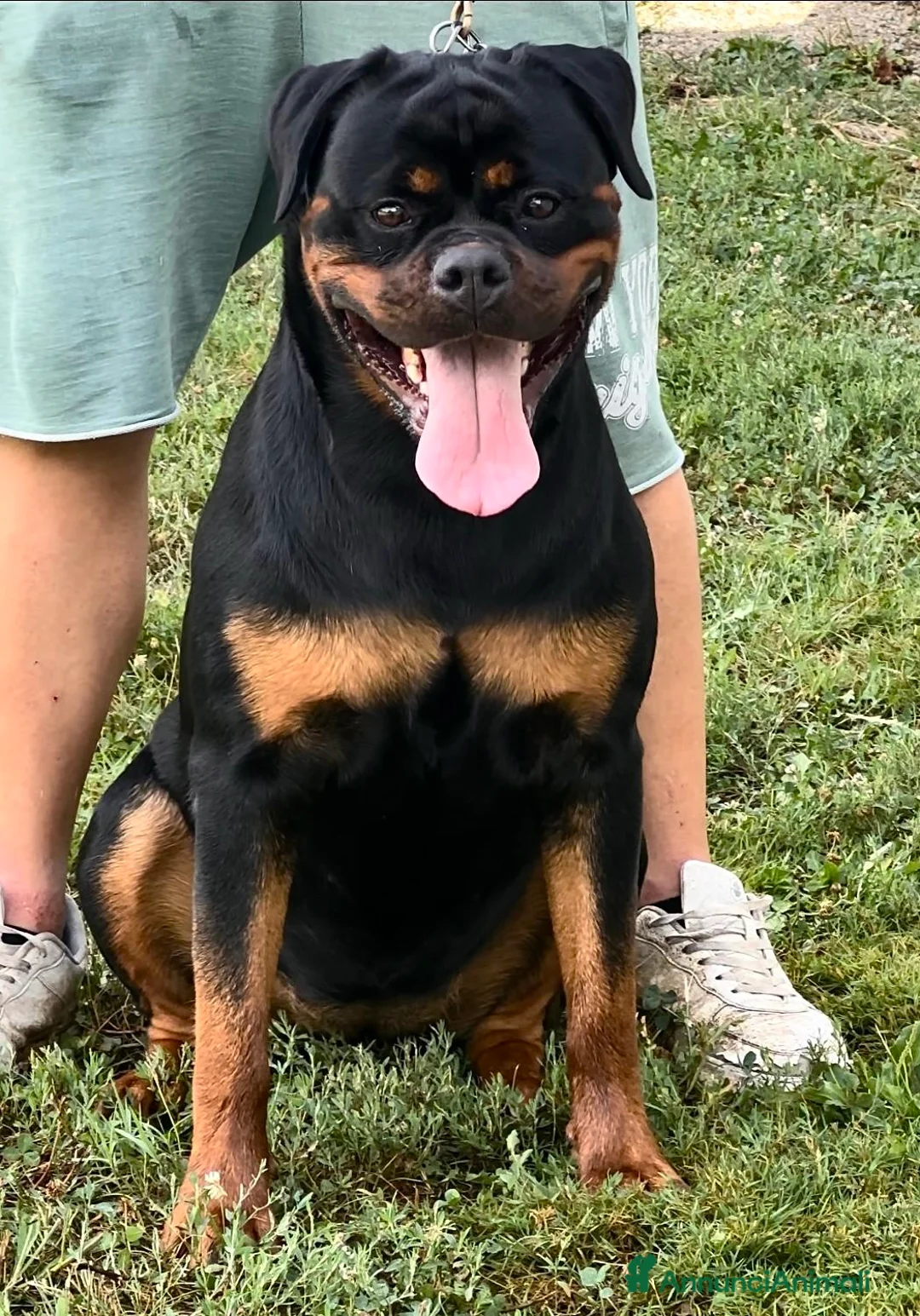 Rottweiler cani in vendita: Cuccioli di rottweiler - Annuncio 3