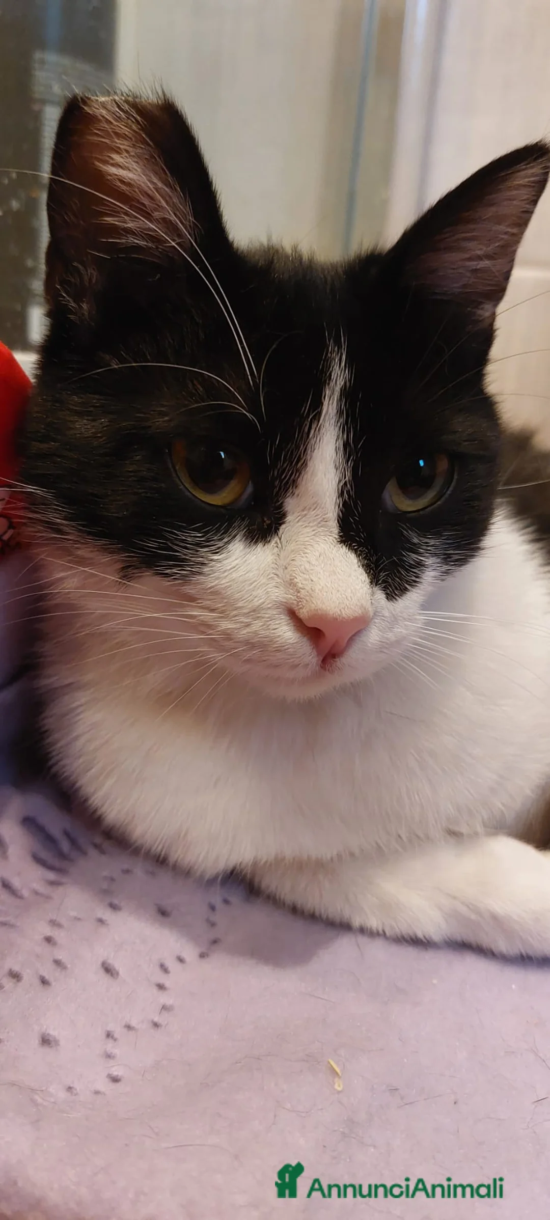 Europeo gatti in regalo: Sara micia 10mesi han cercato di farla fuori!ROMA a Città metropolitana di Milano - Annuncio 4