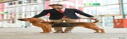 Bloodhound cani in vendita: Cucciolone - Annuncio 1