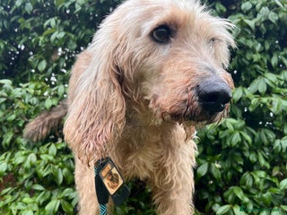 Meticcio cani SALVIAMO IL DOLCE JERRY - Annuncio 1