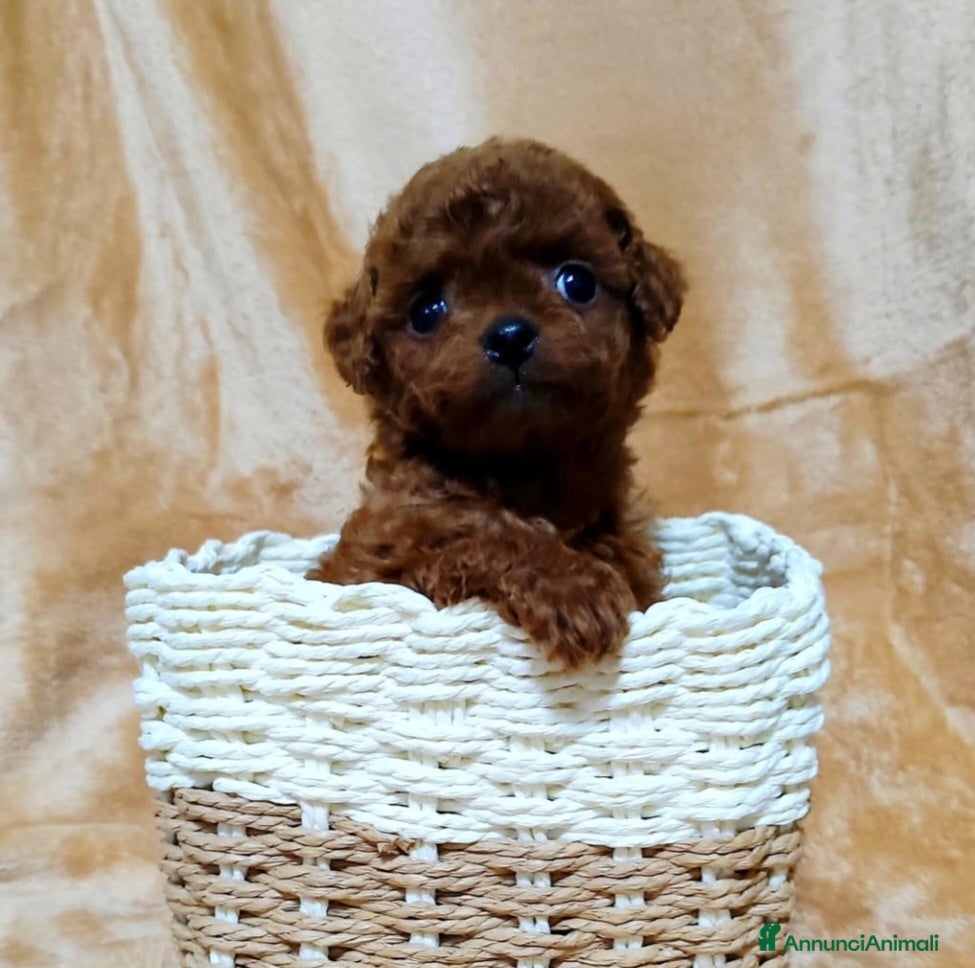 Barboncino cani Barboncini red intenso asiatici mini toy  - Annuncio 5