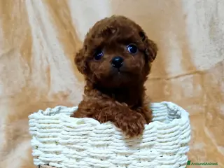 Barboncino cani Barboncini red intenso asiatici mini toy - Annuncio 5