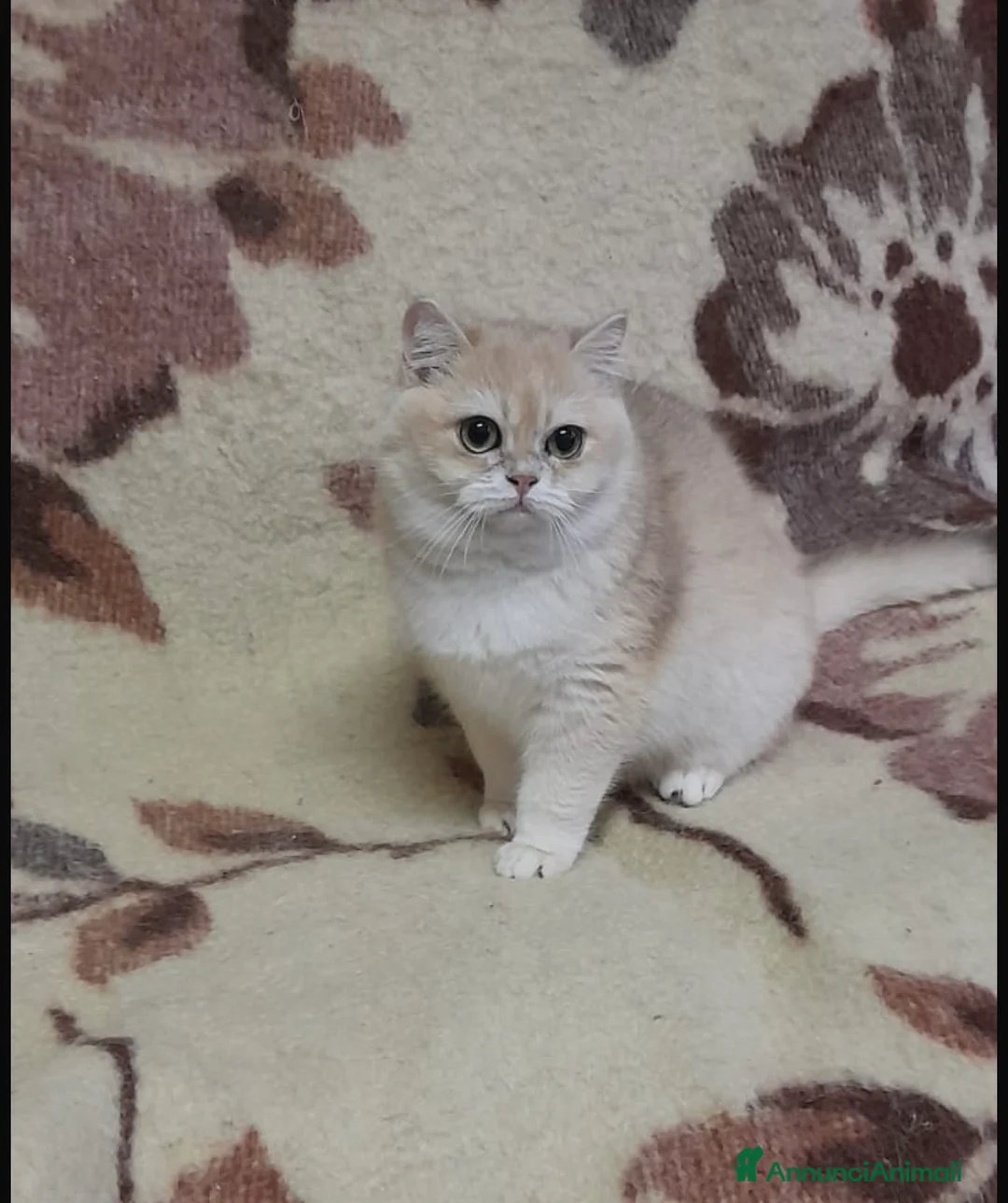 British gatti in vendita: British femmina blu Golden  - Annuncio 5