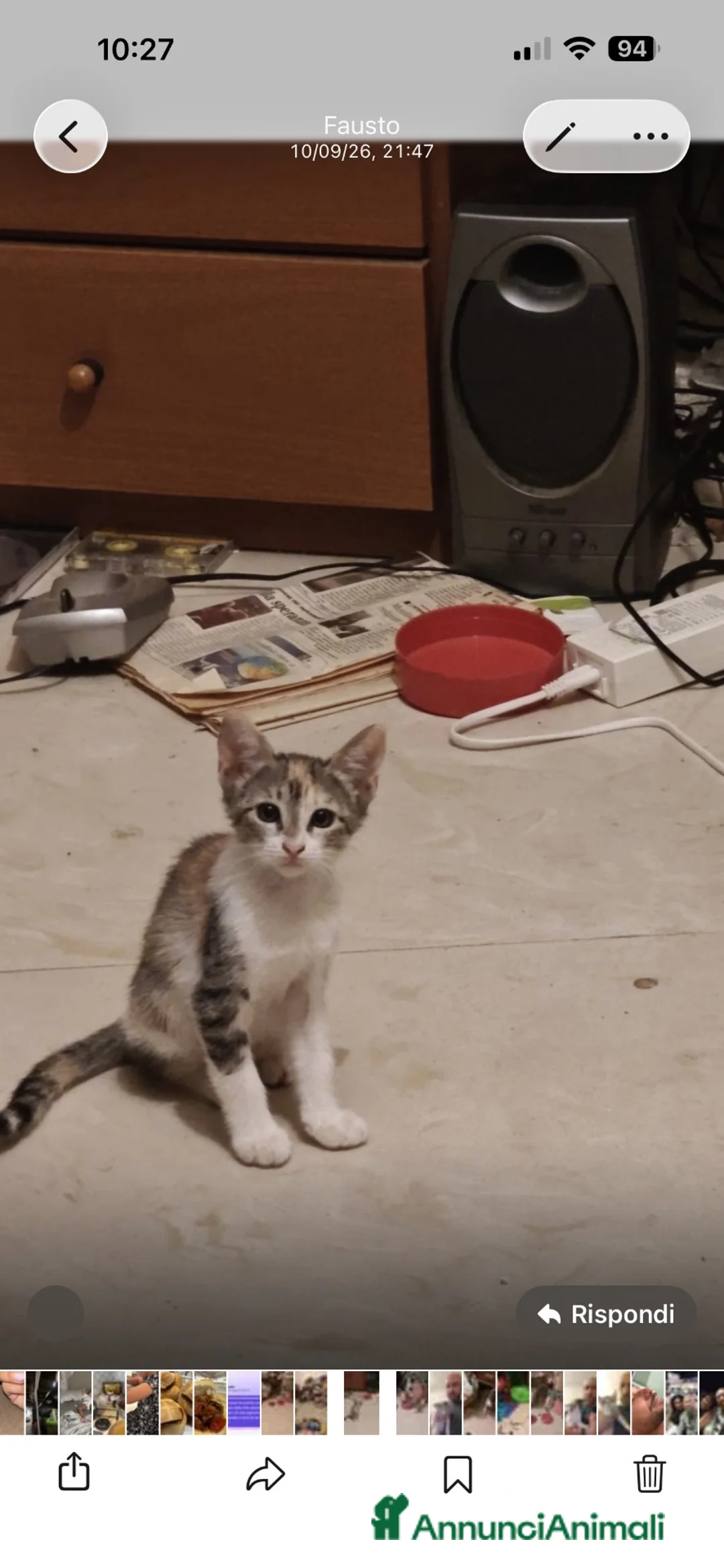 Meticcio gatti in regalo: Gattini - Annuncio 4