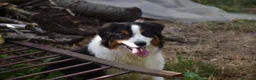 Australian Shepherd cani in vendita: cucciolotti pastore australiano - australian  - Annuncio 6