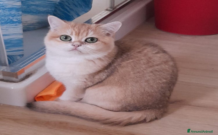 British gatti British femmina black golden  - Annuncio 9