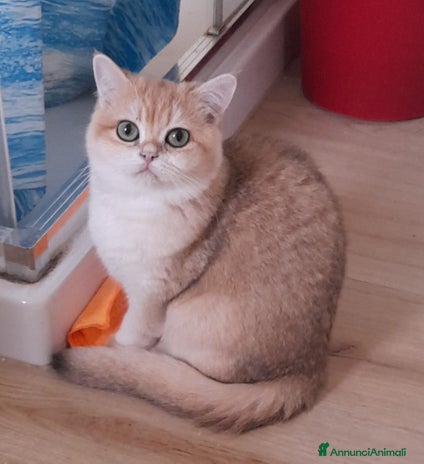 British gatti British femmina black golden - Annuncio 3