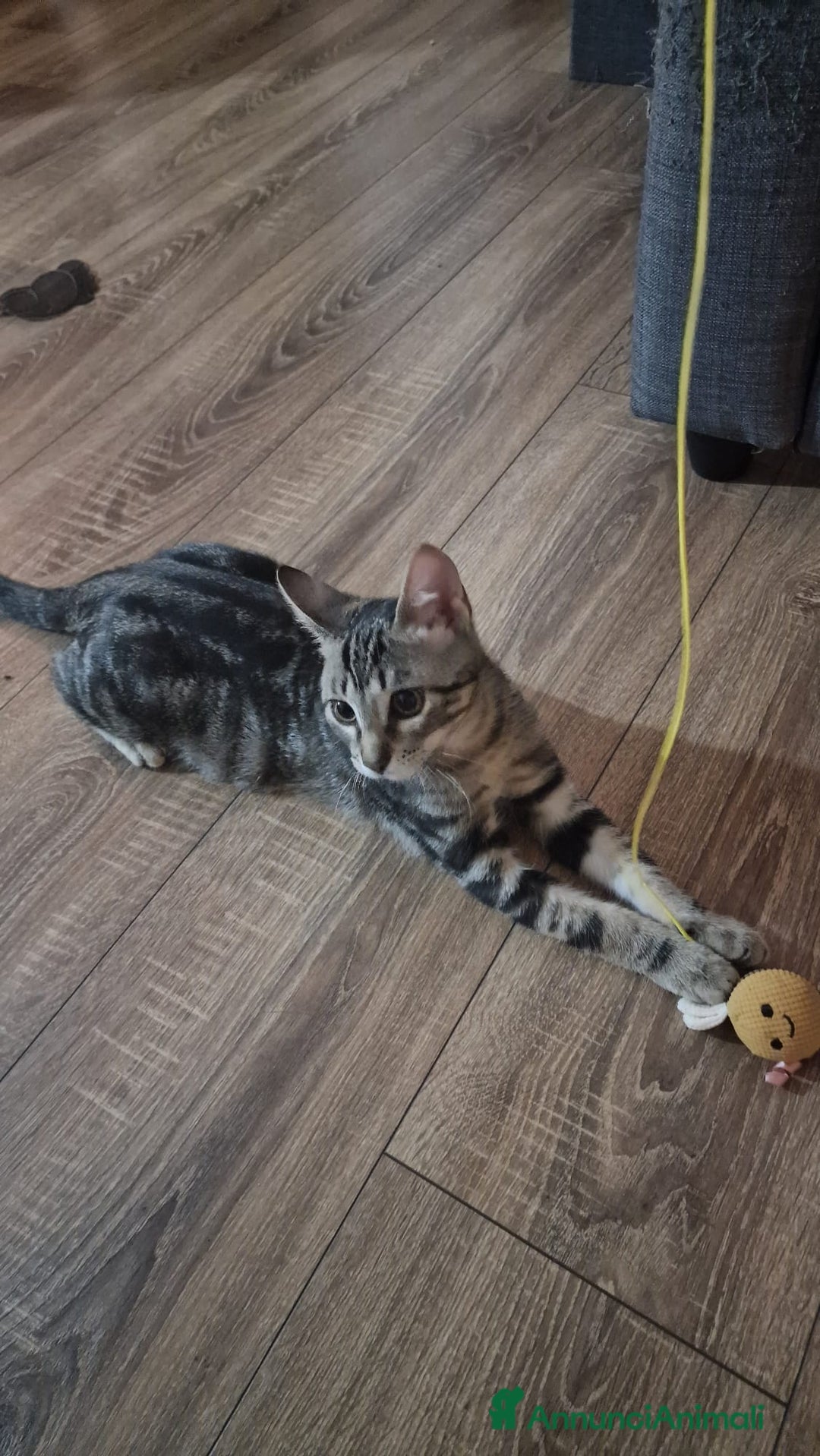 Altre razze gatti in regalo: GATITNI TENERI - Annuncio 8