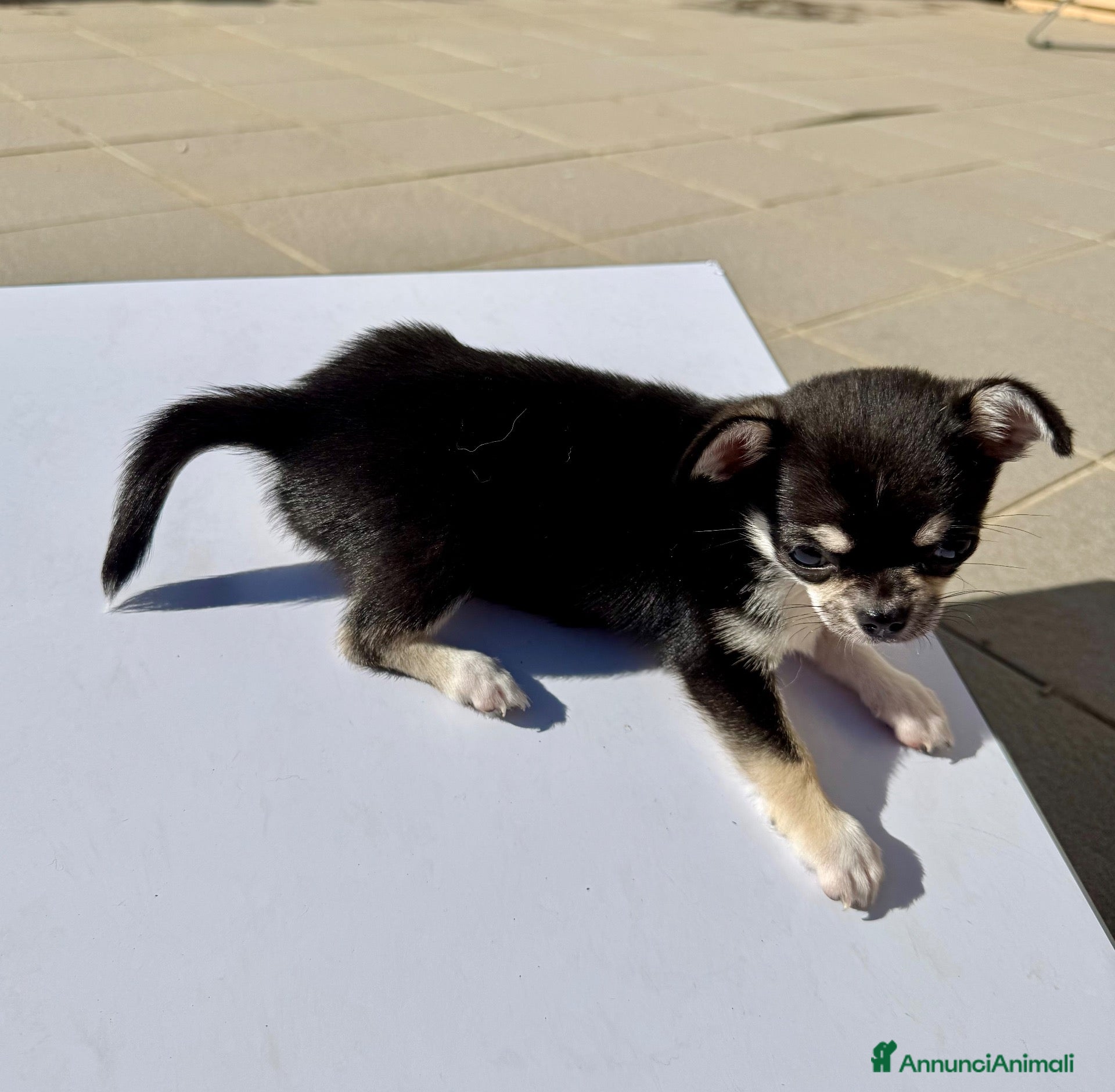 Chihuahua cani Cucciola Chihuahua femmina – dolcissima – - Annuncio 1