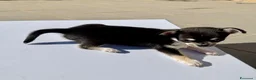 Chihuahua cani in vendita: Cucciola Chihuahua femmina – dolcissima – a Città Metropolitana di Firenze - Annuncio 1
