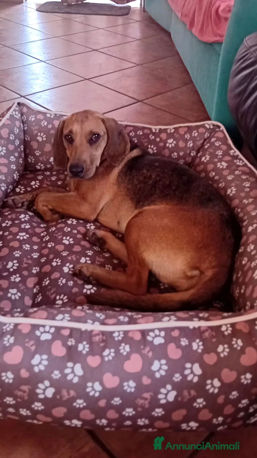 Meticcio cani in regalo: lillina - Annuncio 5