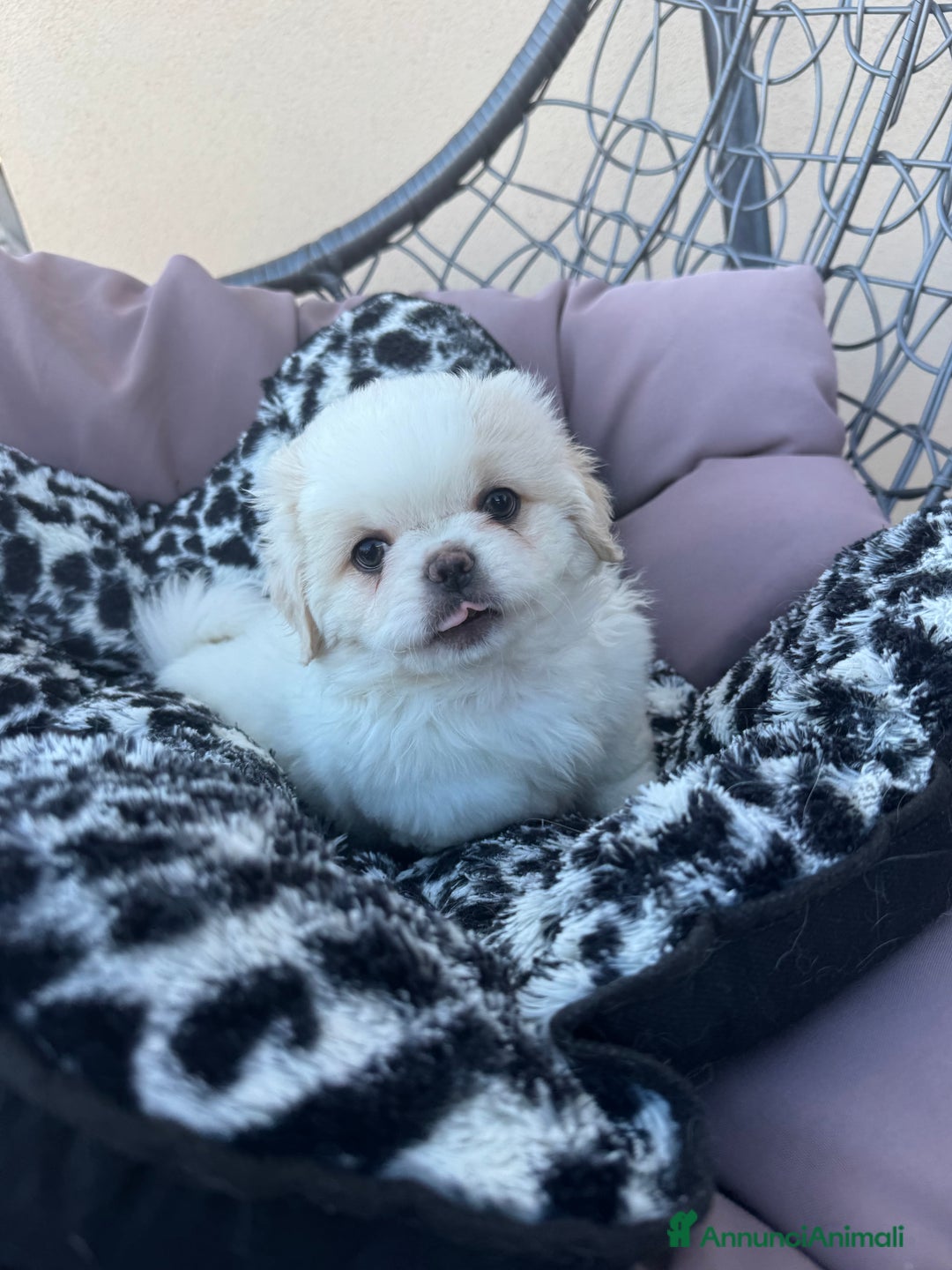 Pechinese cani in vendita: Cuccioli pechinese - Annuncio 4