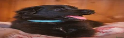 Pastore Belga cani in vendita: Cuccioli di pastore belga - Annuncio 7