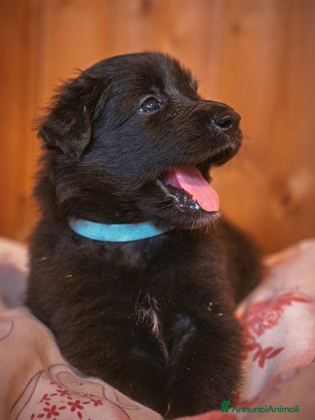 Pastore Belga cani in vendita: Cuccioli di pastore belga - Annuncio 7