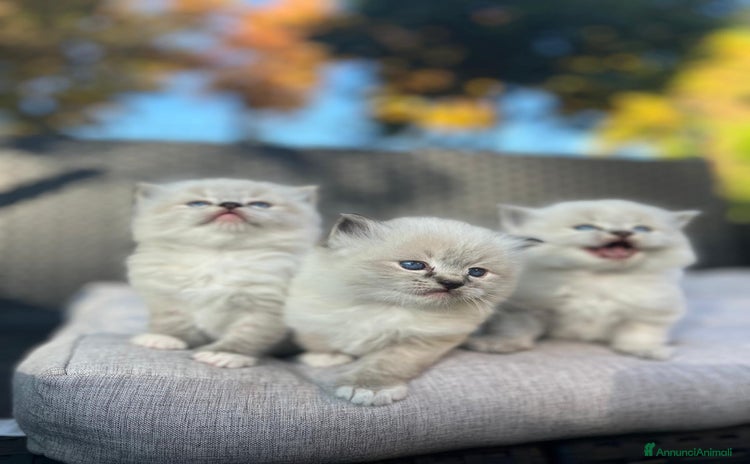 Ragdoll gatti - Annuncio 3