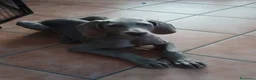 Weimaraner cani in vendita: Urgente ultimo cucciolo  - Annuncio 2
