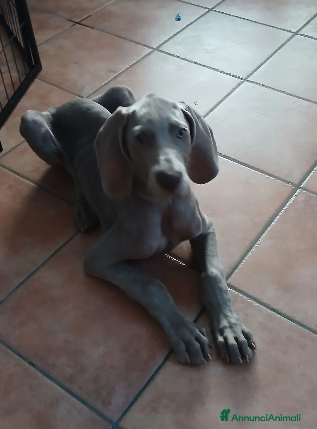 Weimaraner cani in vendita: Urgente ultimo cucciolo  - Annuncio 2
