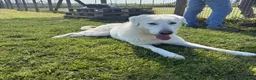 Pastore Maremmano cani in regalo: Il gigante buono: incontra Murdok - Annuncio 8