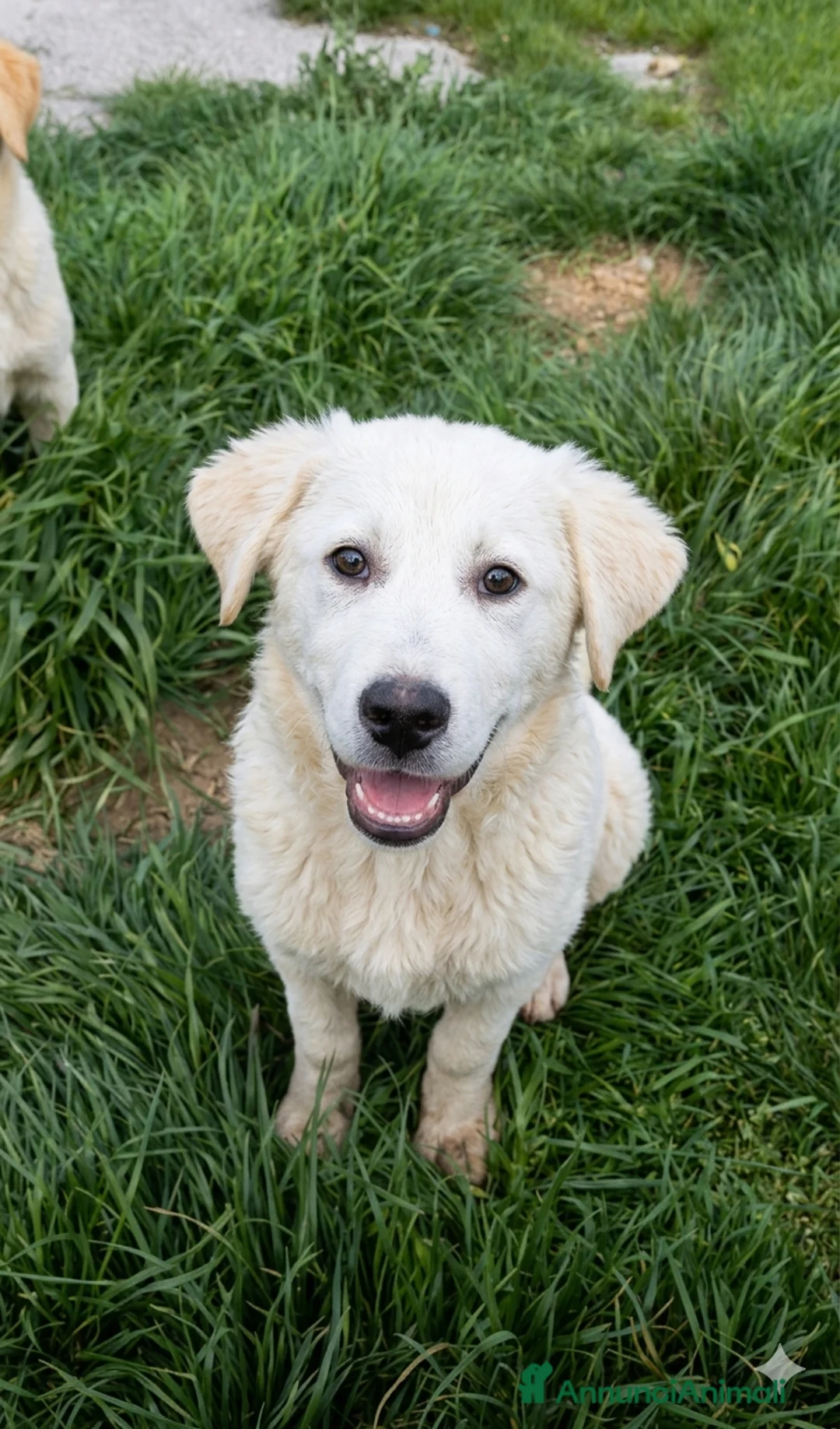 Meticcio cani in regalo: Raimondo  - Annuncio 1