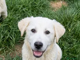 Meticcio cani Raimondo - Annuncio 29