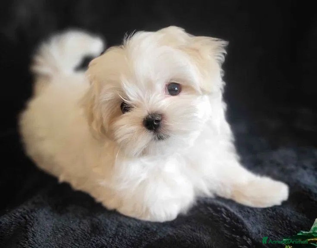 Maltese cani in vendita: Cuccioli di maltese con pedigree ENCI  - Annuncio 3